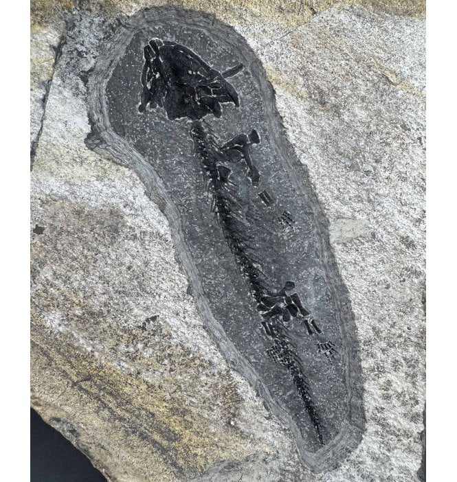 Lower Permain Seymouriamorph Amphibian from Czech Republic (SKU V7136):- Discosauriscus (Leptoverpeton) pulcherrimus