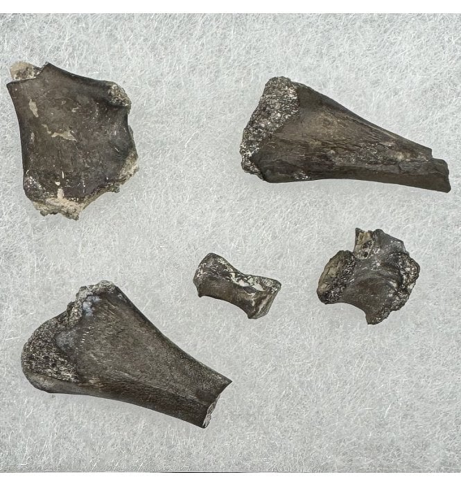Lower Permian Pelycosaur Remains from Oklahoma, USA (SKU V8400):- Mycterosaurus longiceps