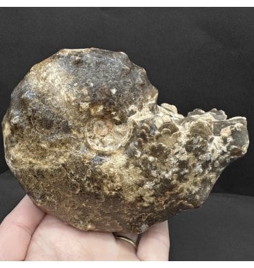 Lower Turonian, Upper Cretaceous Ammonite from Goulmima, Morocco (SKU A4415):- Mammites nodosoides