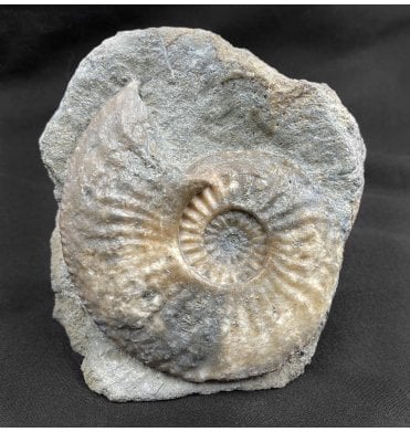 LowerJurassic, Middle Lias Ammonite from Eype, Dorset, England (SKUA1755):- Amaltheus margaritatus