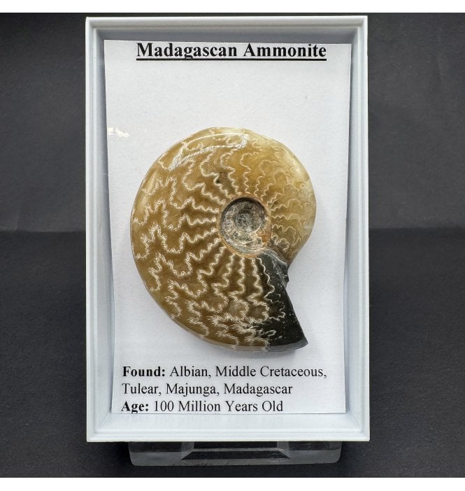 Madagascan Ammonite (SKU G96)