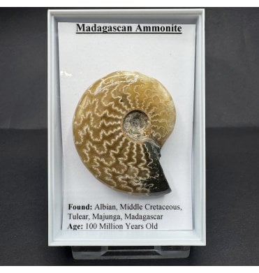 Madagascan Ammonite (SKU G96)