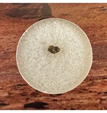 Martian Nakhlite Meteorite NWA 15200 Martian Meteorite (SKU M2117)