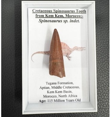 Medium Sized Cretaceous Theropod (Spinosaurus) Dinosaur Tooth from Kem Kem Beds, Morocco (SKU G37):- Spinosaurus sp. indet.