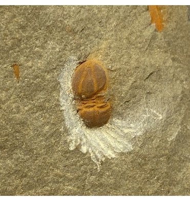 Middle Cambrian Moroccan Trilobite from Morocco (SKU T0992):- Cephalopgye (aff. C. notabilius)