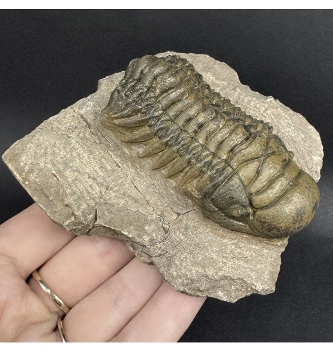 Middle Devonian Trilobite from Atchana, Morocco (SKU T1560):- Cheirurus (Crotalocephalina) gibbus