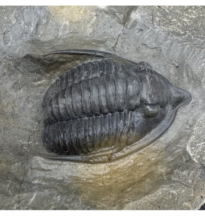 Middle Devonian Trilobite from Morocco (SKU T1473):- Diademaproteus antatlasiusi
