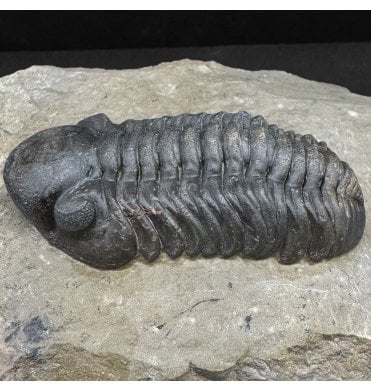 Middle Devonian Trilobite from Morocco (SKU T1474):- Reedops cephalotes