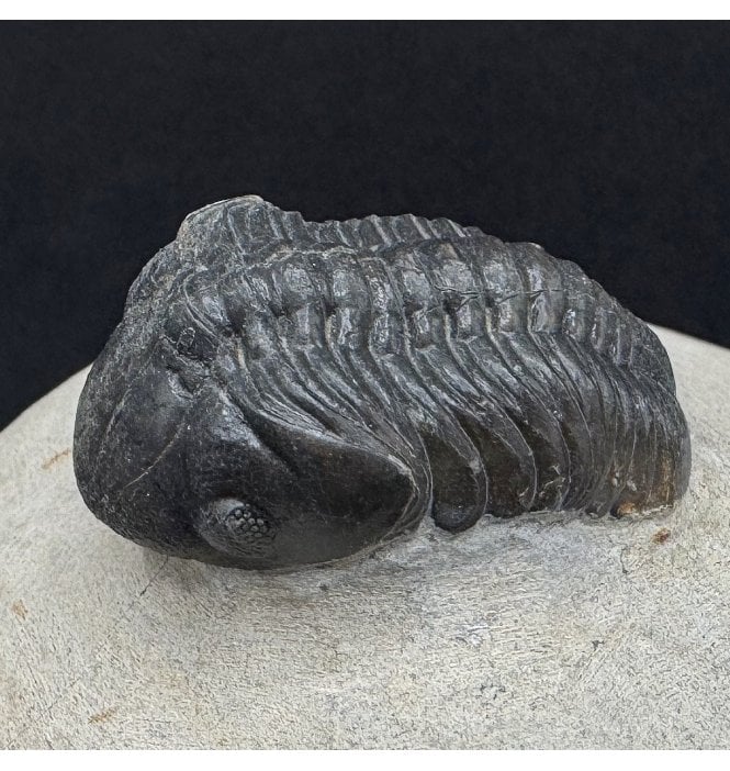 Middle Devonian Trilobite from Morocco (SKU T1533):- Struveaspis bignoni
