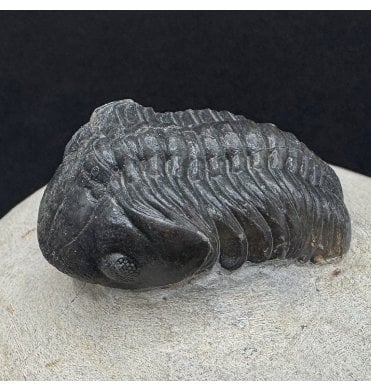 Middle Devonian Trilobite from Morocco (SKU T1533):- Struveaspis bignoni