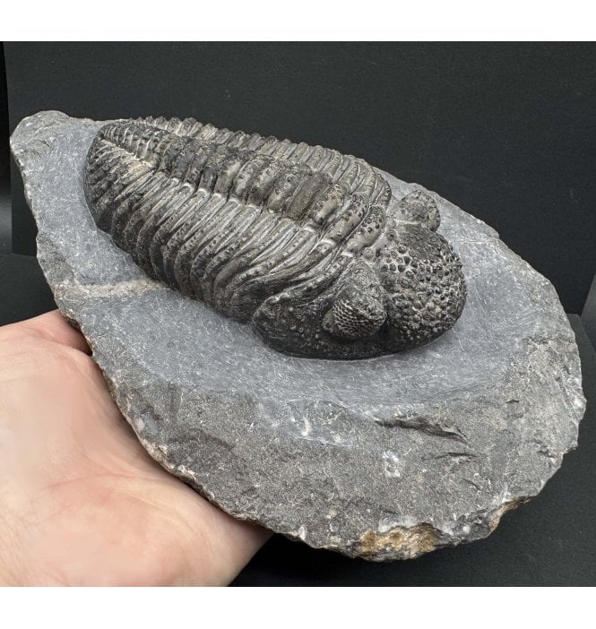 Middle Devonian Trilobite from Mrakib, Morocco (SKU T1352):- Drotops armatus
