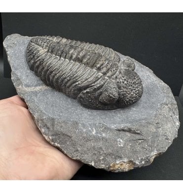 Middle Devonian Trilobite from Mrakib, Morocco (SKU T1352):- Drotops armatus