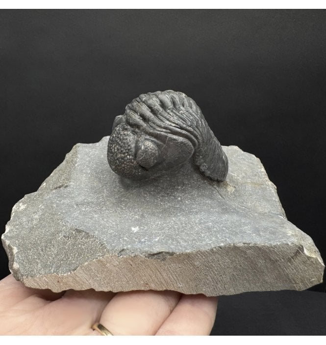 Middle Devonian Trilobite from Mrakib, Morocco (SKU T1494):- Hypsipariops cf. vagabundus
