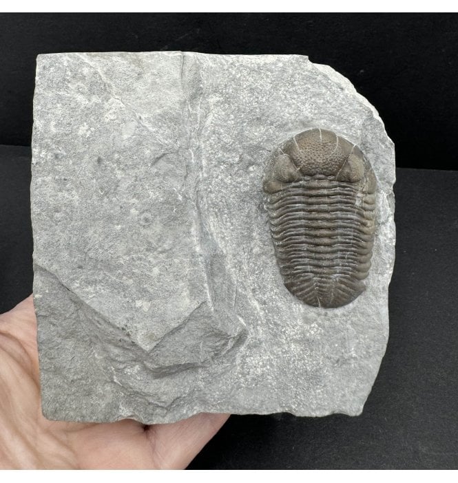 Middle Devonian Trilobite from New York State, USA (SKU T1234):- Eldredgeops (Phacops) ranacrassituberculata