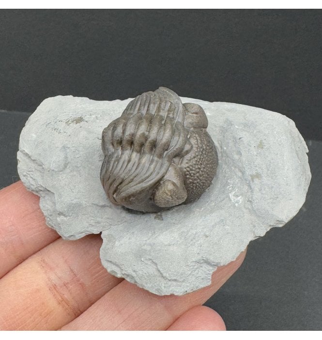 Middle Devonian Trilobite from New York State, USA (SKU T1340):- Eldredgeops (Phacops) ranacrassituberculata