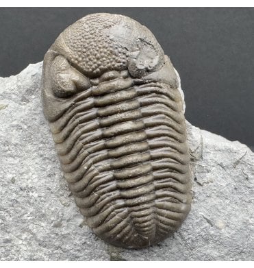 Middle Devonian Trilobite from New York State, USA (SKU T1341):- Eldredgeops (Phacops) ranacrassituberculata