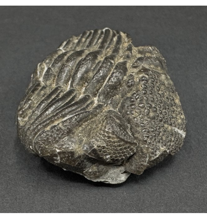 Middle Devonian Trilobite from New York State, USA (SKU T1542):- Eldredgeops (Phacops) rana