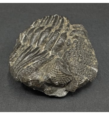 Middle Devonian Trilobite from New York State, USA (SKU T1542):- Eldredgeops (Phacops) rana