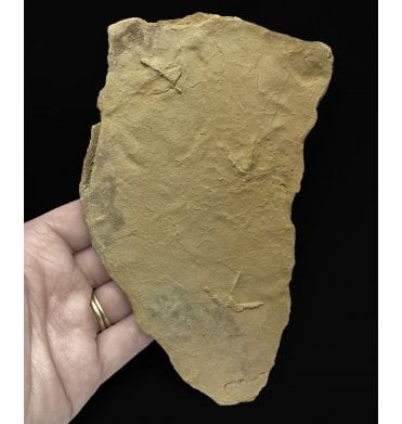 Middle Eocene Fossil Bird Footprints from Utah, USA (SKU V5303):- Presbyornis sp.