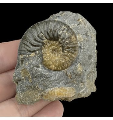 Middle Jurassic Ammonite Cluster from Isle of Skye, Scotland (SKU A2947):- Ludwigia obtusiformis