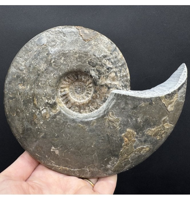 Middle Jurassic Ammonite from Isle of Skye, Scotland (SKU A4654):- Brasilia bradfordensis