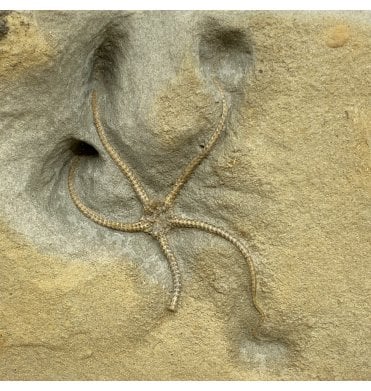 Middle Lias, Lower Jurassic, Starfish (Brittlestar) from Lyme Regis, Dorset, England (SKU OF2657):- Palaeocoma egertoni