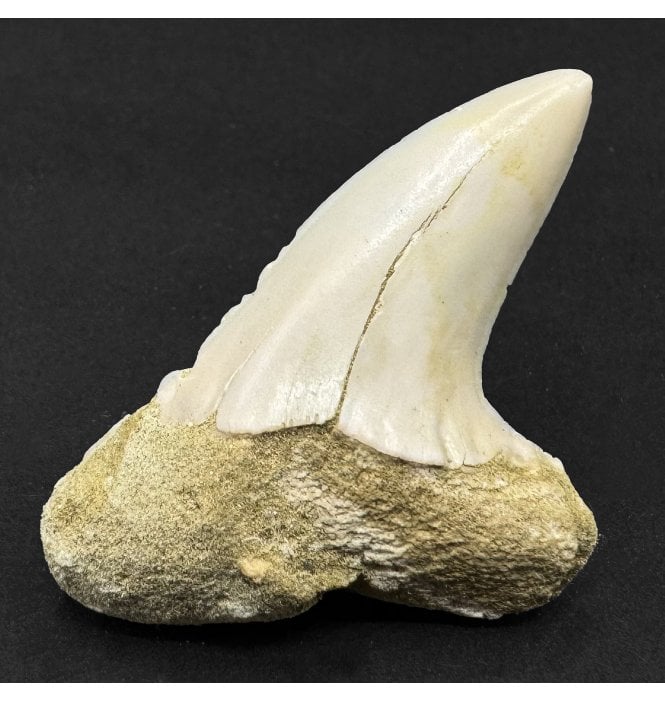 Middle Miocene Fossil Shark Tooth from Shark Tooth Hill, Bakersfield, California, USA (SKU V9169):- Cosmopolitodus hastalis