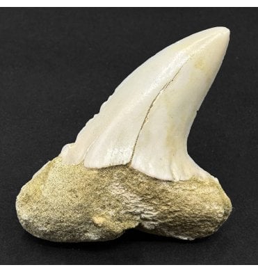Middle Miocene Fossil Shark Tooth from Shark Tooth Hill, Bakersfield, California, USA (SKU V9169):- Cosmopolitodus hastalis