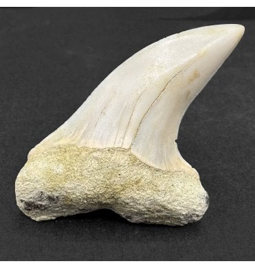 Middle Miocene Fossil Shark Tooth from Shark Tooth Hill, Bakersfield, California, USA (SKU V9171):- Cosmopolitodus hastalis