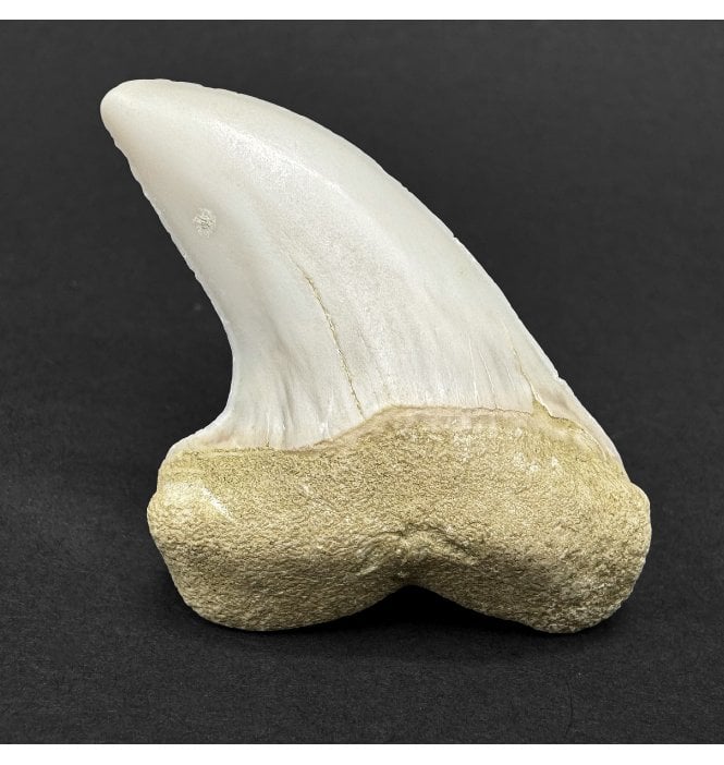 Middle Miocene Fossil Shark Tooth from Shark Tooth Hill, Bakersfield, California, USA (SKU V9190):- Cosmopolitodus hastalis