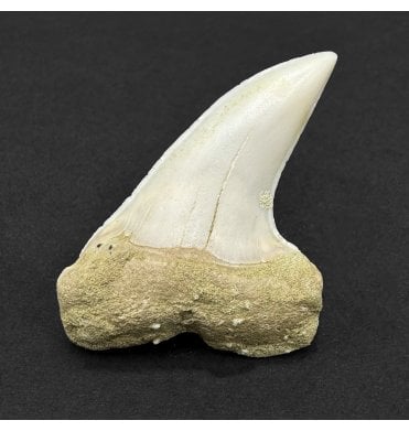 Middle Miocene Fossil Shark Tooth from Shark Tooth Hill, Bakersfield, California, USA (SKU V9193):- Cosmopolitodus hastalis