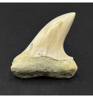 Middle Miocene Fossil Shark Tooth from Shark Tooth Hill, Bakersfield, California, USA (SKU V9221):- Cosmopolitodus hastalis