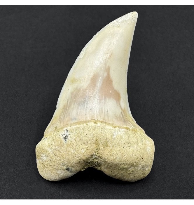 Middle Miocene Fossil Shark Tooth from Shark Tooth Hill, Bakersfield, California, USA (SKU V9222):- Cosmopolitodus hastalis