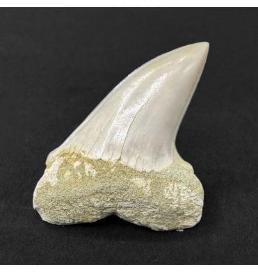 Middle Miocene Fossil Shark Tooth from Shark Tooth Hill, Bakersfield, California, USA (SKU V9322):- Cosmopolitodus hastalis