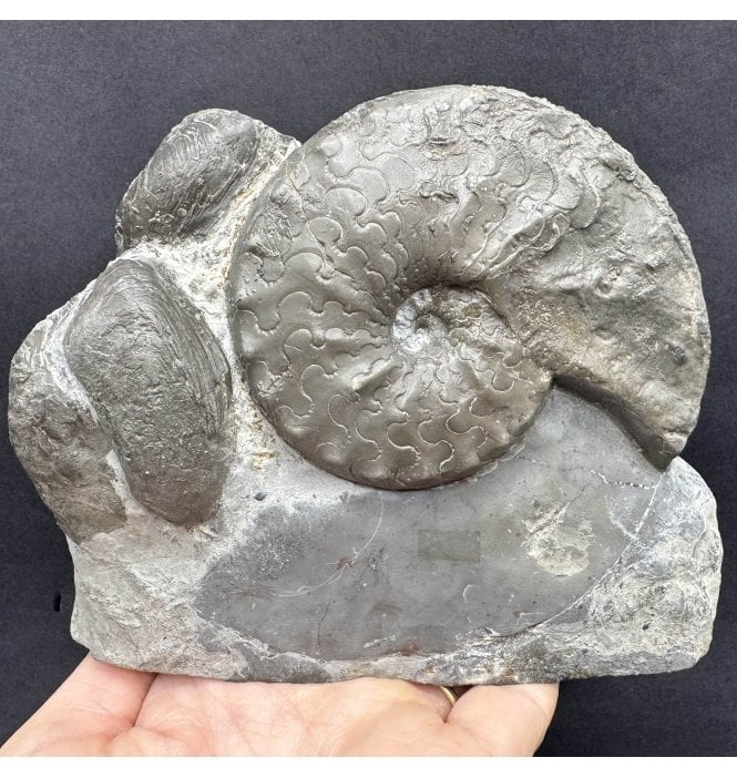Middle Triassic Ceratites Ammonoid and Shell Cluster from Bavaria, Germany (SKU OF3718):- Ceratites sublaevigatus