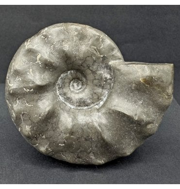 Middle Triassic Ceratites Ammonoid from Bavaria, Germany (SKU OF3699):- Ceratites compressus