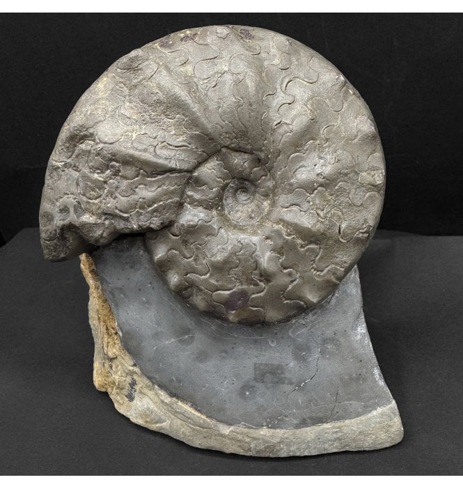 Middle Triassic Ceratites Ammonoid from Bavaria, Germany (SKU OF4198):- Ceratites sublaevigatus