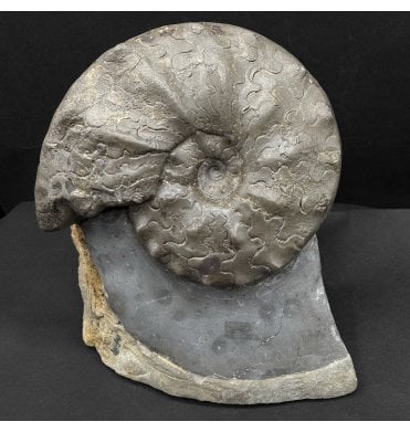 Middle Triassic Ceratites Ammonoid from Bavaria, Germany (SKU OF4198):- Ceratites sublaevigatus