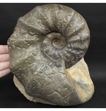 Middle Triassic Ceratites Ammonoid from Bavaria, Germany (SKU OF4378:- Ceratites nodosus