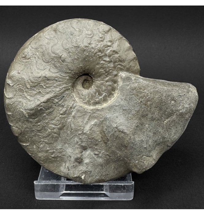 Middle Triassic Ceratites Ammonoid from Bavaria, Germany (SKU OF4388):- Ceratites pranodosus
