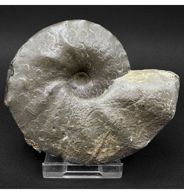 Middle Triassic Ceratites Ammonoid from Bavaria, Germany (SKU OF4389):- Ceratites pranodosus