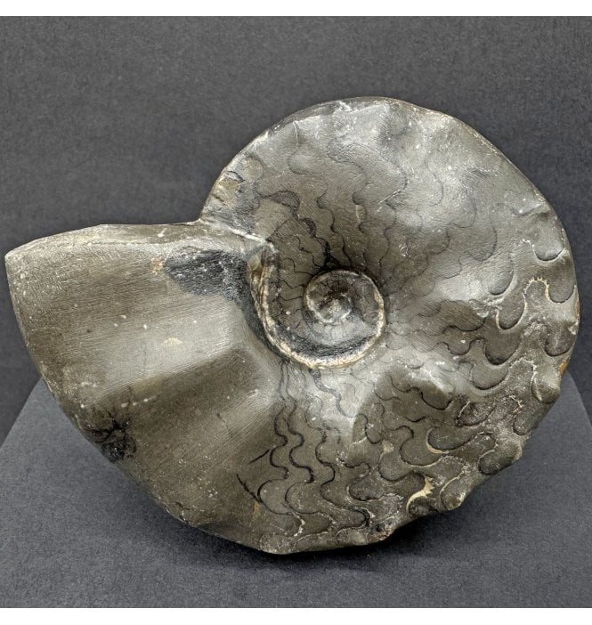 Middle Triassic Ceratites Ammonoid from Germany (SKU OF3697):- Ceratites posseckeri