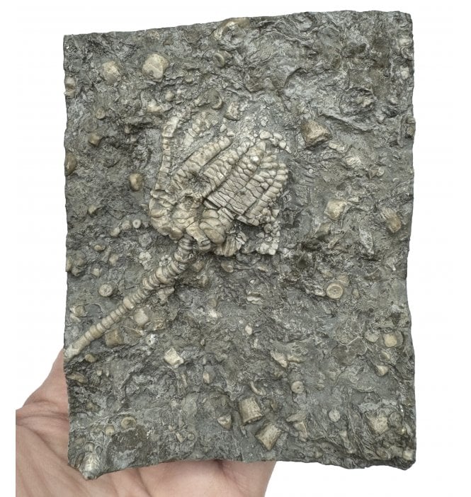 Middle Triassic Crinoid from Germany (SKU OF2837):- Encrinus lilliformis