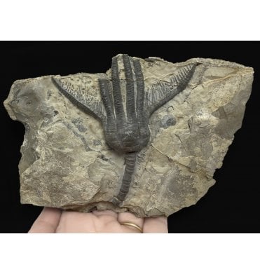 Middle Triassic Crinoid from the Muschelkalk, Germany (SKU OF2086):- Encrinus lilliformis