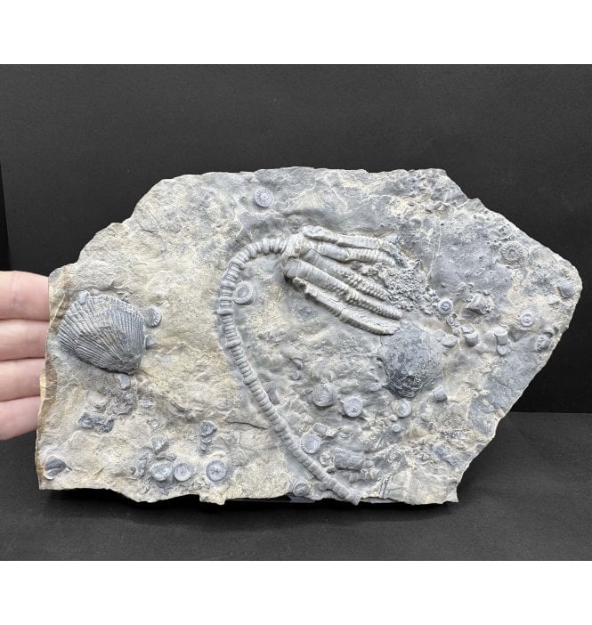 Middle Triassic Crinoid from the Muschelkalk, Germany (SKU OF4208):- Encrinus lilliformis