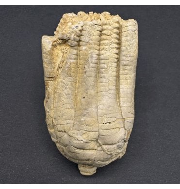 Middle Triassic Fossil Crinoid from Germany (SKU OF3840):- Encrinus lilliformis