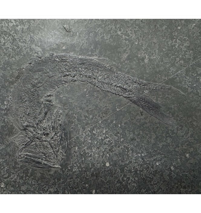 Middle Triassic Fossil Fish from China (SKU V9274):- Robustichthys luopingensis