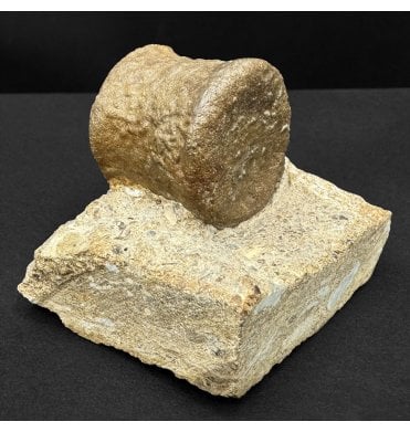 Middle Triassic Sauropterygian Reptile Vertebra from Germany (SKU V8801):- Nothosaurus sp. indet.
