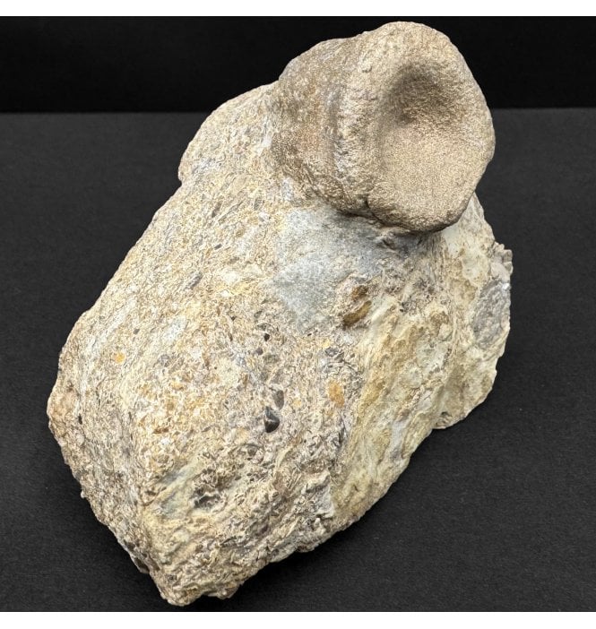Middle Triassic Sauropterygian Reptile Vertebra from Germany (SKU V8802):- Nothosaurus sp. indet.