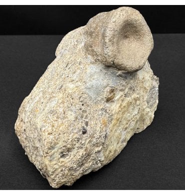 Middle Triassic Sauropterygian Reptile Vertebra from Germany (SKU V8802):- Nothosaurus sp. indet.
